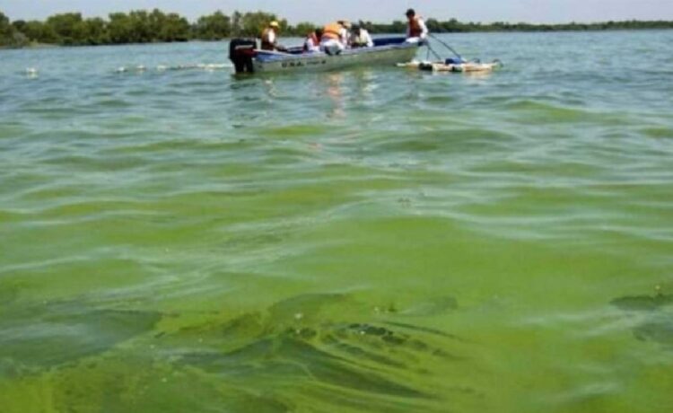 Advertencia de CARU por las cianobacterias: “Algunas producen toxinas” y son “un riesgo para la salud humana y el ecosistema”