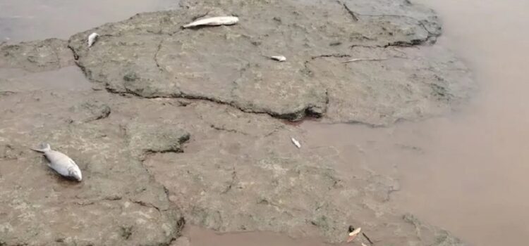 Río Uruguay: bajante impacta en la reproducción de los peces
