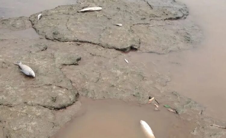 Río Uruguay: bajante impacta en la reproducción de los peces
