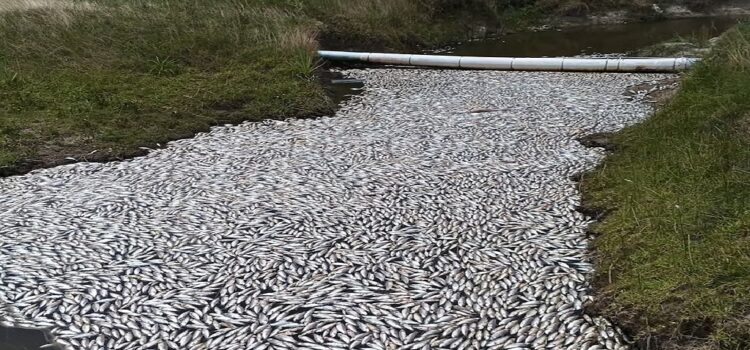 Uruguay: investigan la aparición de miles de peces muertos en las playas de Rocha
