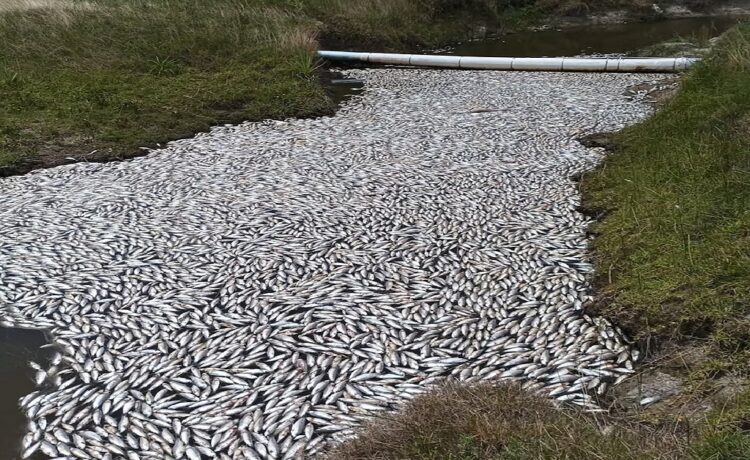Uruguay: investigan la aparición de miles de peces muertos en las playas de Rocha