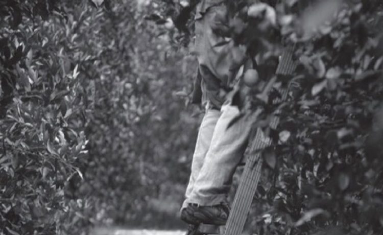 Diputados de Salto, Paysandú y Río Negro piden emergencia agropecuaria y subsidio para zafrales cítricos