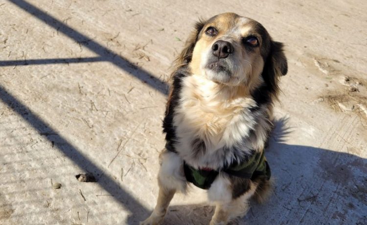 Cronograma de castraciones gratuitas para mascotas del 18 al 22 de agosto