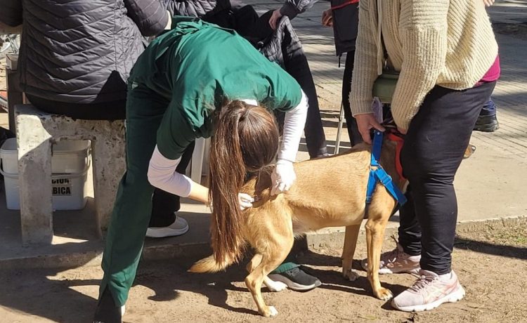 Nueva jornada de vacunación antirrábica en el barrio Munilla