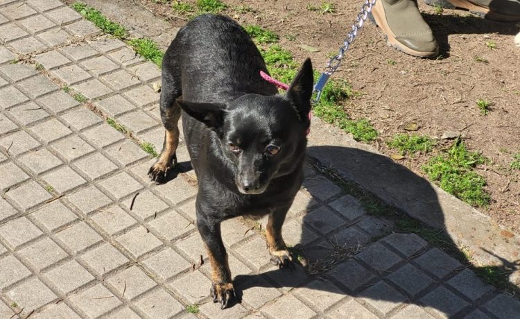 Cronograma de castraciones gratuitas para mascotas del 8 al 12 de septiembre