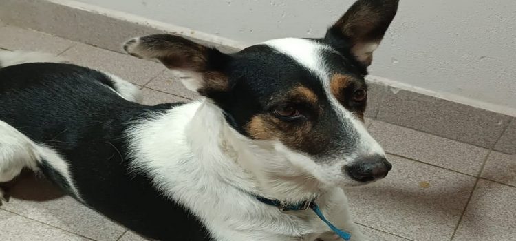 Perros sin hogar: adoptarlos aporta compañía y beneficios para la salud física, mental y emocional
