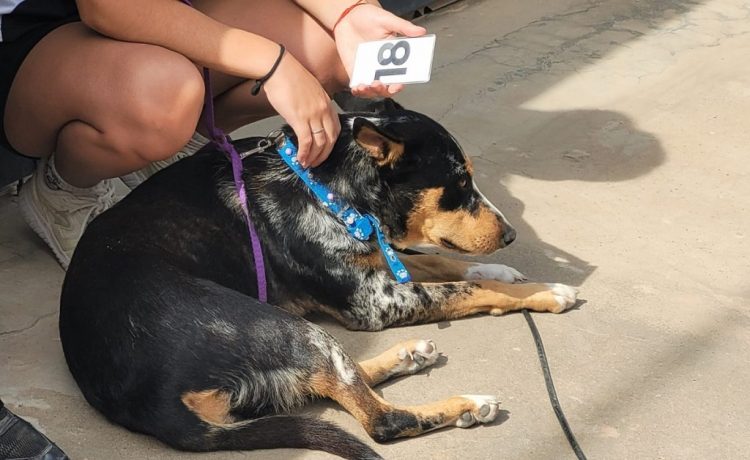 Cronograma de castraciones gratuitas para mascotas del 6 al 10 de octubre