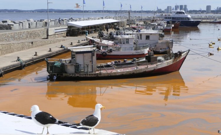 Intendencia de Maldonado confirma que mancha naranja en puerto de Punta del Este es acumulación de noctilucas