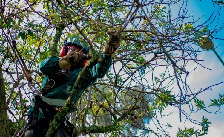 Se encuentra vigente la ordenanza sobre residuos de poda en Pueblo Belgrano
