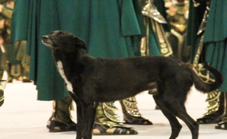 Desde la asociación proteccionista Guaba aclararon: "No vamos a encerrar los perros del Corsódromo"