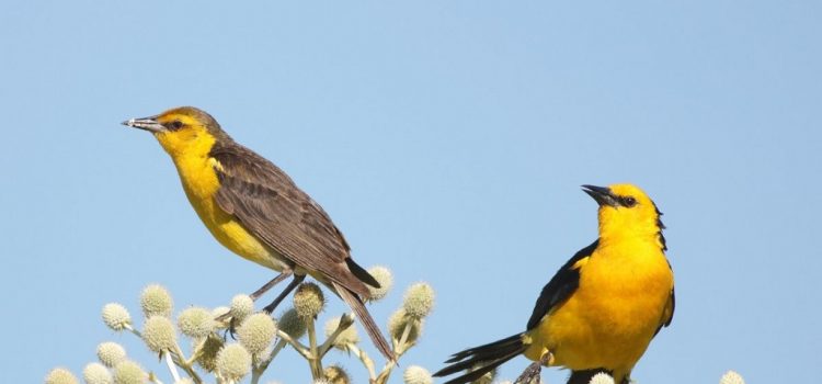 Gualeguaychú trabaja por la conservación del Tordo Amarillo