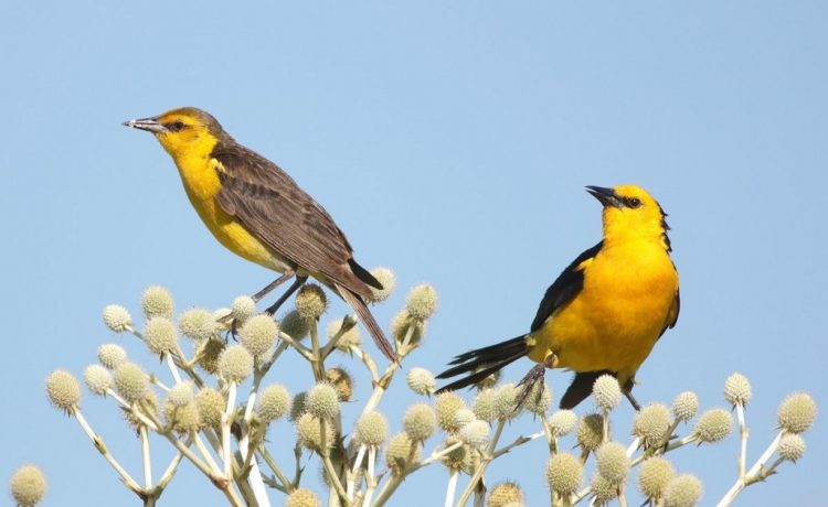 Gualeguaychú trabaja por la conservación del Tordo Amarillo