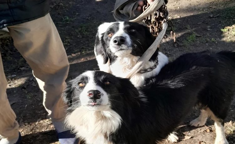 Se realiza la última jornada de castraciones de mascotas en Pueblo Belgrano