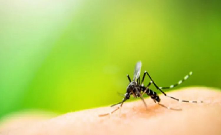 Se confirmó un caso de chikungunya en Entre Ríos