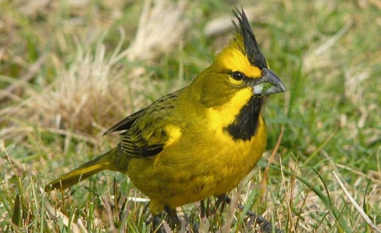 Tráfico de fauna silvestre: el cuarto comercio ilegal más grande del mundo amenaza nuestra biodiversidad