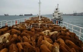 Las tres claves del conflicto comercial que terminó con unas 2.900 vacas varadas en altamar en el Spiridon II por 60 días