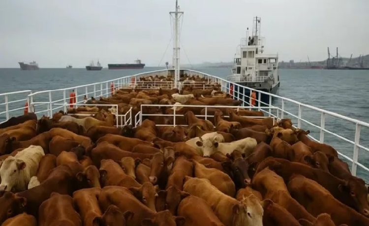 Las tres claves del conflicto comercial que terminó con unas 2.900 vacas varadas en altamar en el Spiridon II por 60 días