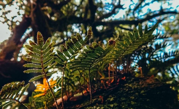 Las reservas naturales, guardianas del aire que respiramos