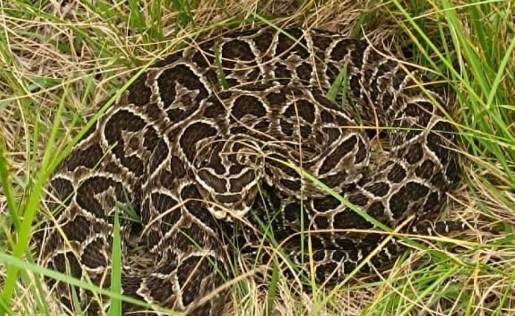 Cómo actuar ante la presencia de una yarará en épocas de calor
