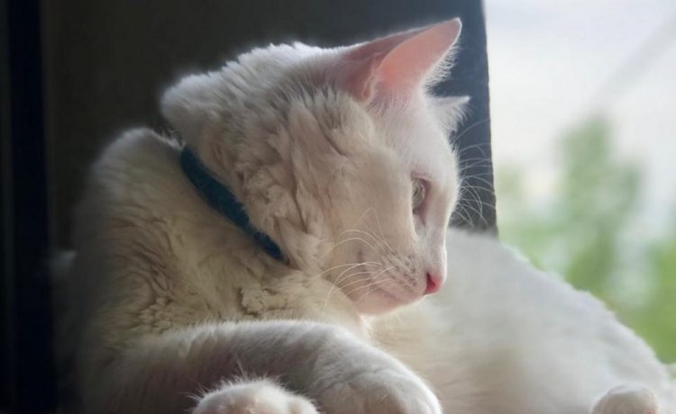 Recomendaciones para el cuidado de las mascotas ante las altas temperaturas