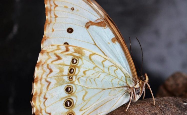 La mariposa Bandera Argentina se observa en las áreas naturales protegidas de la ciudad