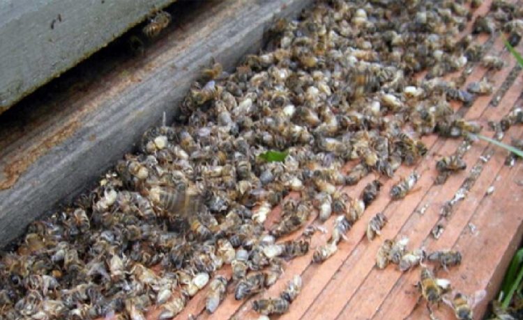 Laboratorio investiga la mortandad de abejas en Uruguay. Se pierden 150 mil colmenas por año