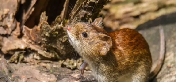 Entre Ríos es la provincia que más casos de hantavirus registra por habitante en el país