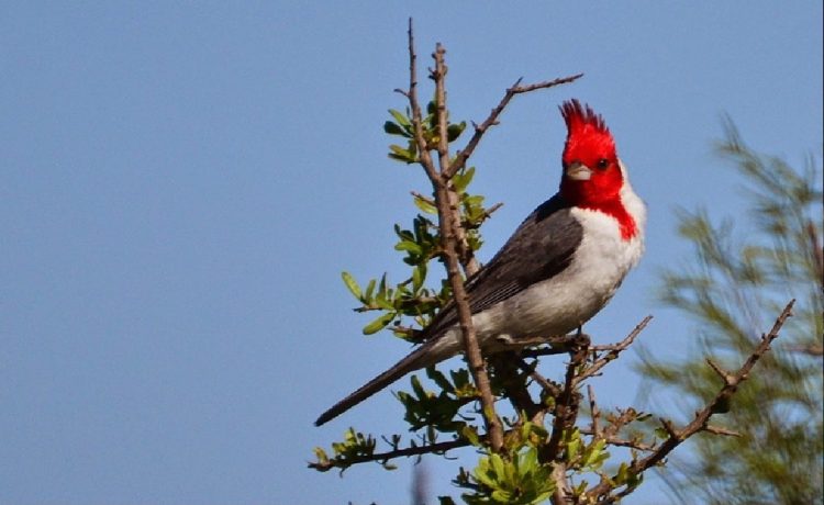 El tráfico de fauna amenaza nuestra biodiversidad