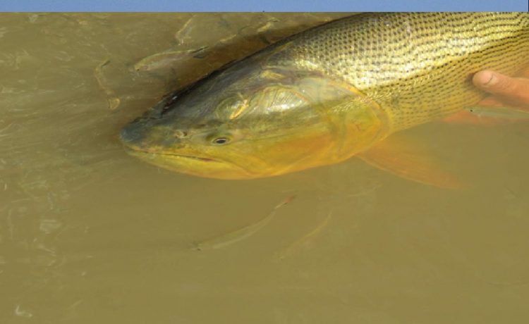 Protejamos nuestro río: practiquemos una pesca deportiva responsable