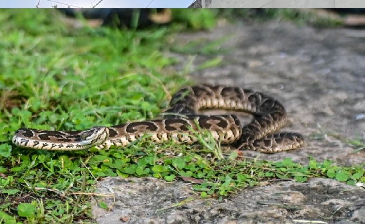 Precauciones con la yarará, una serpiente esencial para el control natural de plagas