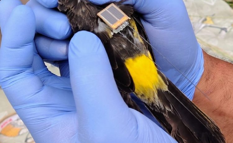 Gualeguaychú pionera en la aplicación de transmisores para la conservación del tordo amarillo