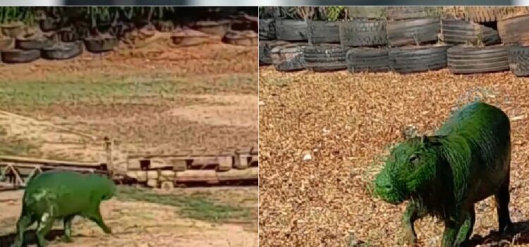 Carpinchos verdes en el río Uruguay: la explicación de qué les está pasando a los animales