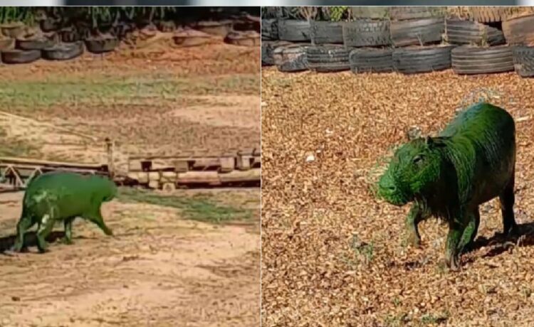 Carpinchos verdes en el río Uruguay: la explicación de qué les está pasando a los animales