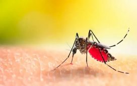 Confirmaron un nuevo caso de dengue en Entre Ríos, en una persona que estuvo en Brasil