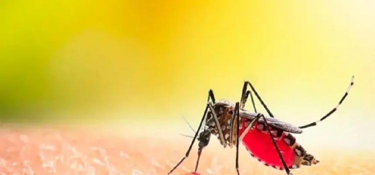 Confirmaron un nuevo caso de dengue en Entre Ríos, en una persona que estuvo en Brasil