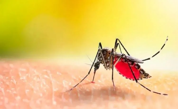 Confirmaron un nuevo caso de dengue en Entre Ríos, en una persona que estuvo en Brasil