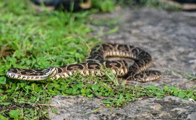 Conocer para cuidar: el Gobierno impulsa educación ambiental sobre fauna nativa
