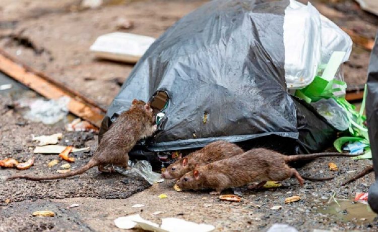 Hantavirus: Gualeguaychú sin casos reportados redobla medidas de cuidado
