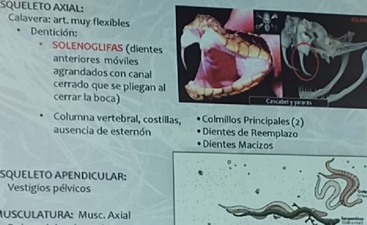 Prevención y convivencia con la fauna silvestre: se realizó una capacitación sobre ofidios