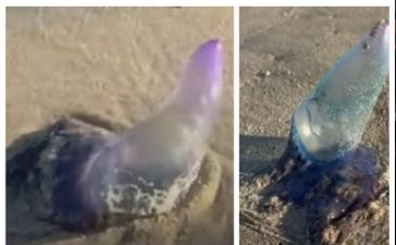 Más fragatas portuguesas: alertan por apariciones en la zona de Barra del Chuy