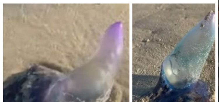 Más fragatas portuguesas: alertan por apariciones en la zona de Barra del Chuy