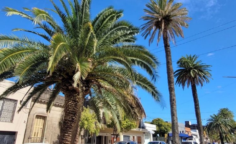El Gobierno de Gualeguaychú intensifica acciones preventivas contra el picudo rojo de las palmeras