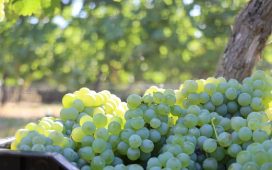 El Camino del Vino: un atractivo turístico de Gualeguaychú en este fin de semana largo