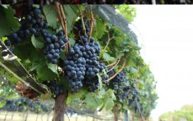 Vendimia en Gualeguaychú, una experiencia diferente en el fin de semana XXL