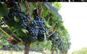 Vendimia en Gualeguaychú, una experiencia diferente en el fin de semana XXL