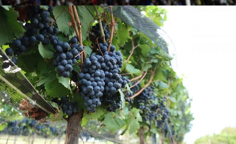 Vendimia en Gualeguaychú, una experiencia diferente en el fin de semana XXL