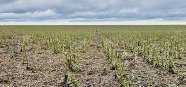 El ministro Mattos, recorrió en la víspera predios afectados por el granizo en el norte del departamento de Río Negro.