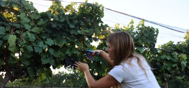 Gualeguaychú celebró su primera Semana de la Vendimia con gran participación de vecinos y turistas