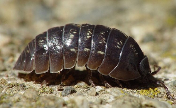 Los bichos bolita: pequeños guardianes del suelo que no son insectos