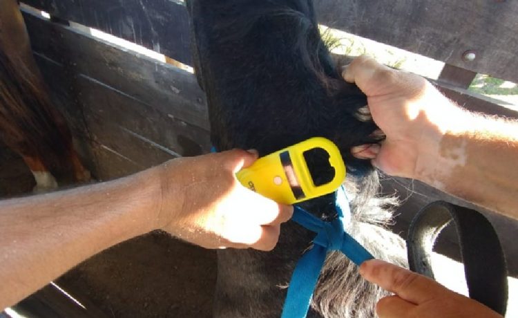 Chipean caballos retenidos en la vía pública para mejorar el control sanitario en la ciudad